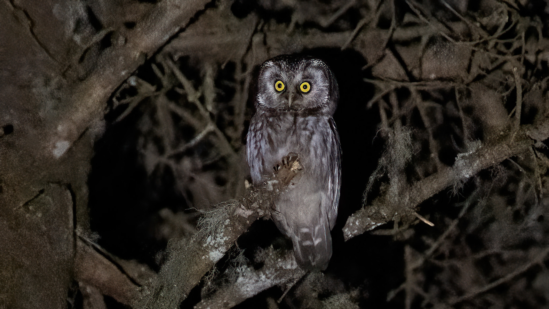 Boreal Owl